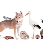 Behavioural adaptations of animals