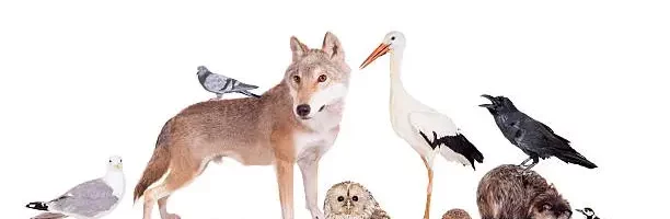 Behavioural adaptations of animals
