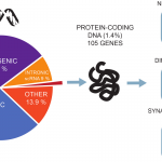 Genetic variants associated with IQ