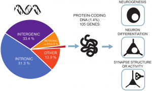 Genetic variants associated with IQ